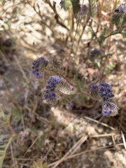 Phacelia distans