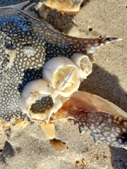 Chelonibia testudinaria