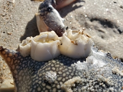 Chelonibia testudinaria