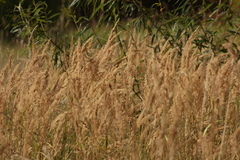 Calamagrostis epigejos