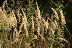 Calamagrostis epigejos