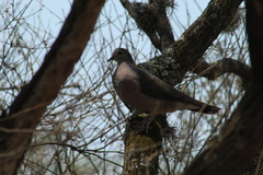 Leptotila megalura