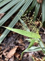 Dichanthelium commutatum