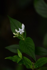 Spigelia humboldtiana