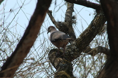 Leptotila megalura