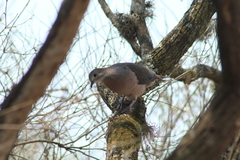 Leptotila megalura