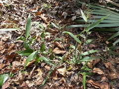 Dichanthelium commutatum