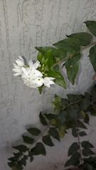 Jasminum multiflorum