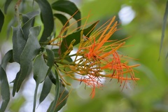 Psittacanthus schiedeanus