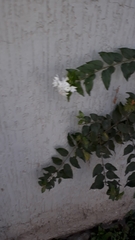 Jasminum multiflorum