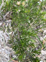 Leptospermum trinervium