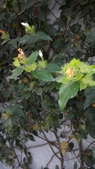 Jasminum multiflorum