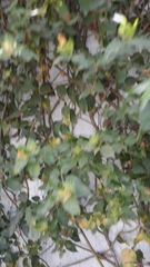 Jasminum multiflorum