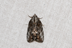 Etanna clopaea