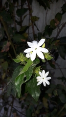 Jasminum multiflorum