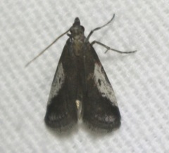 Alpheioides parvulalis