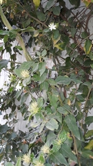 Jasminum multiflorum