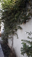 Jasminum multiflorum