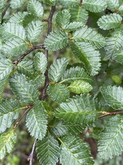 Nothofagus pumilio