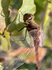 Sympetrum frequens