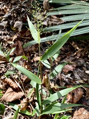 Dichanthelium commutatum