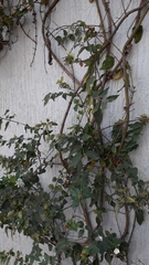 Jasminum multiflorum