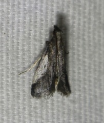 Alpheioides parvulalis