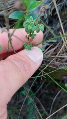 Chaetolepis microphylla