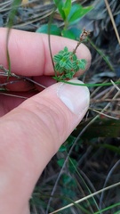 Chaetolepis microphylla