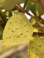 Eurema mandarina