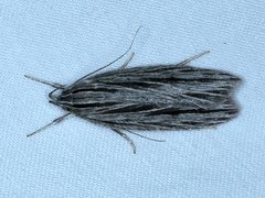 Leistarcha scitissimella