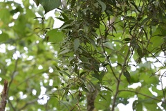 Struthanthus densiflorus