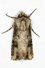 Agrotis catalaunensis
