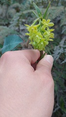 Epidendrum zipaquiranum