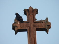 Columba livia domestica