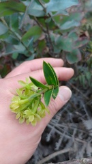 Epidendrum zipaquiranum