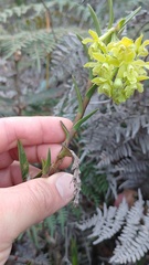 Epidendrum zipaquiranum