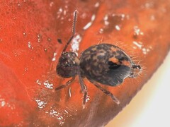 Sminthurus bivittatus