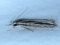 Leistarcha scitissimella