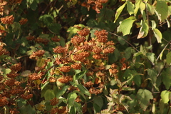 Physocarpus opulifolius