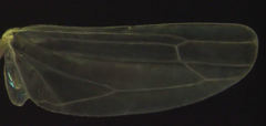 Anzygina agni