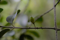 Erythroxylum guatemalense