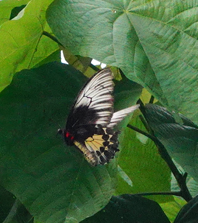 Oblong-spotted Birdwing