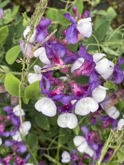 Lathyrus magellanicus