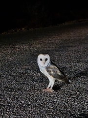 Tyto alba delicatula