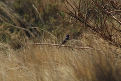 Rhopospina alaudina