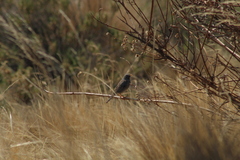 Rhopospina alaudina