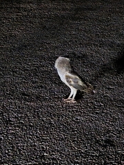 Tyto alba delicatula