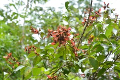 Heteropterys brachiata