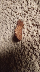 Ptilophora plumigera